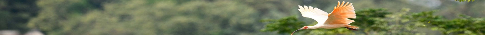 第九届“世界野生动植物日”——恢复关键物种 共建绿水青山
